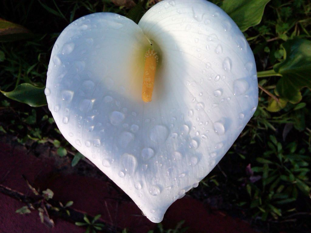 A close-up of a white calla lily flower shaped like a heart, covered in droplets of water, set against a green background.